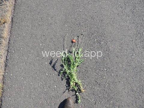 poppy, field